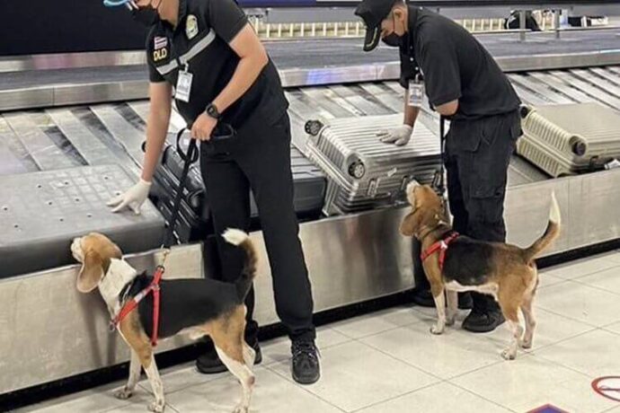 ทีมสุนัขดมกลิ่น สนามบินสุวรรณภูมิ ตรวจพบซากเป็ดนำเข้าจากจีน
